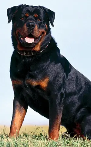 Hund Rottweiler