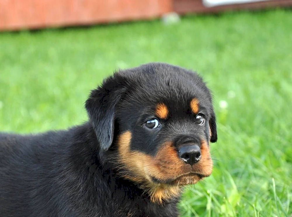 Zwerg-Rottweiler-Hund