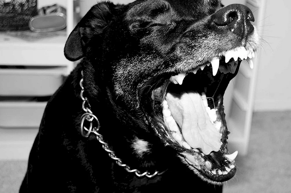 Dog Rottweiler betäubt