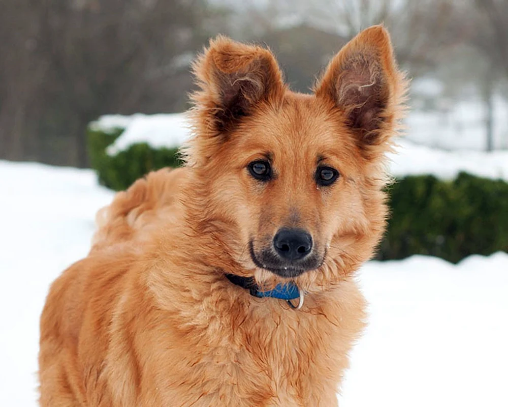 Osteuropäischer Schäferhund. Europäischer Schäferhund Schäferhund Caprak