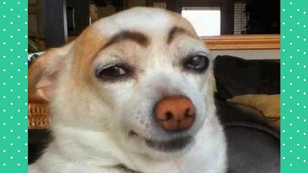Husky verdächtiger Hund