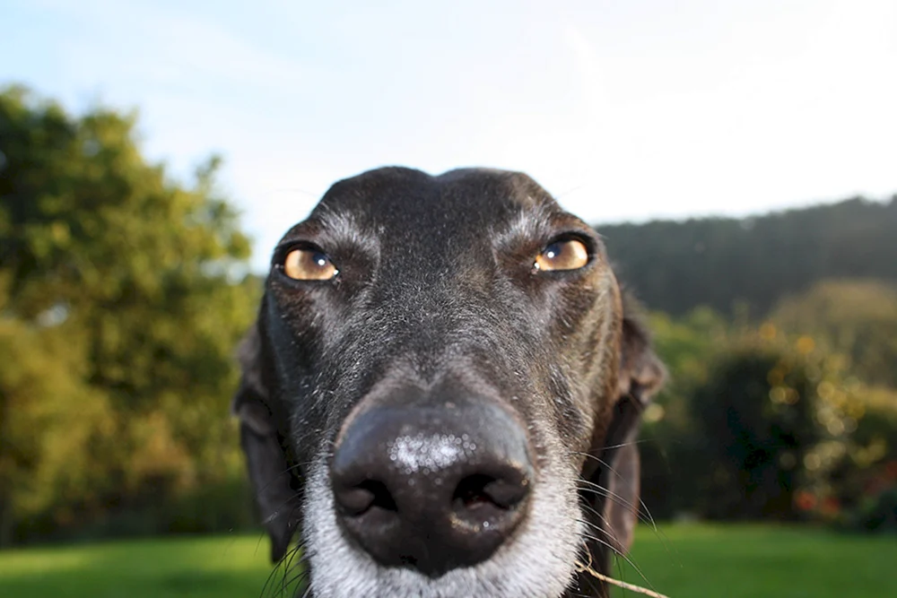 Hund mit Augenbrauen