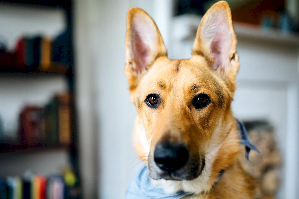 Hund mit langen stehenden Ohren