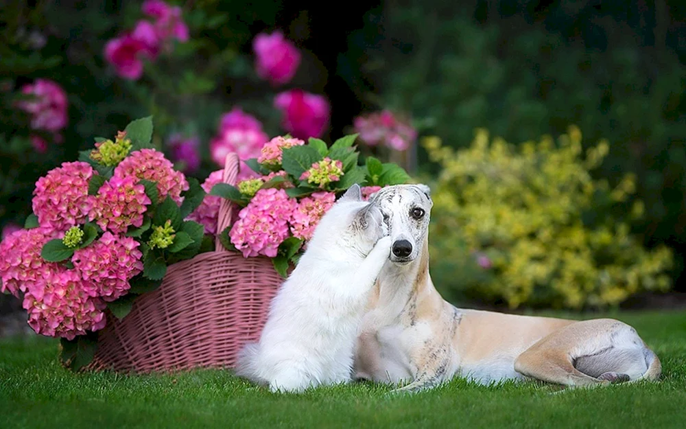 Hund mit Blumen