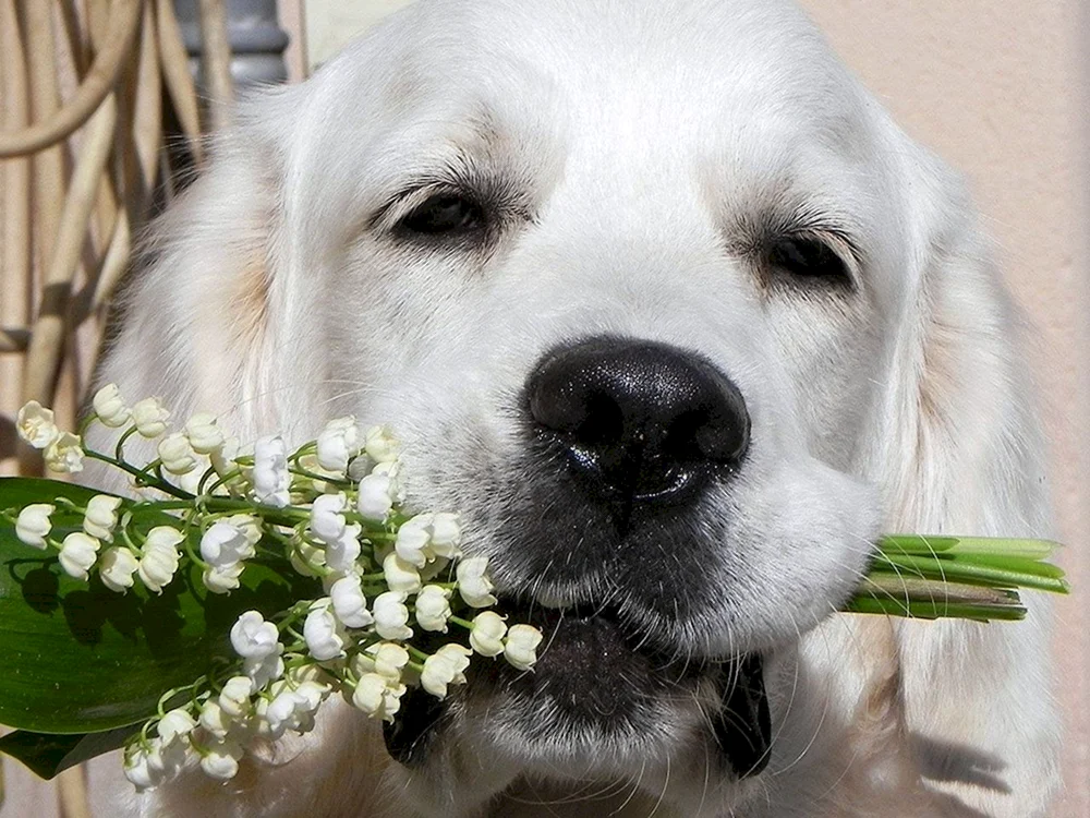 Hund mit Blumen in den Zähnen