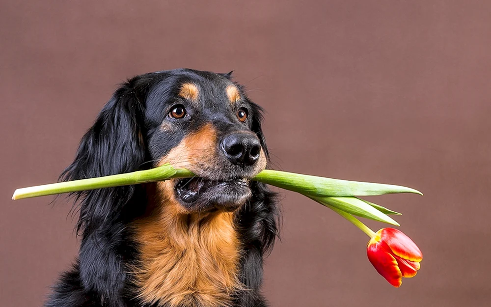 Schöne Hunde