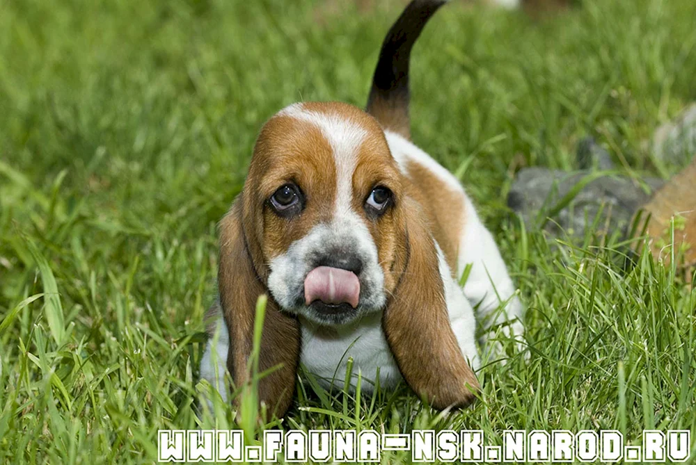 Basset hound