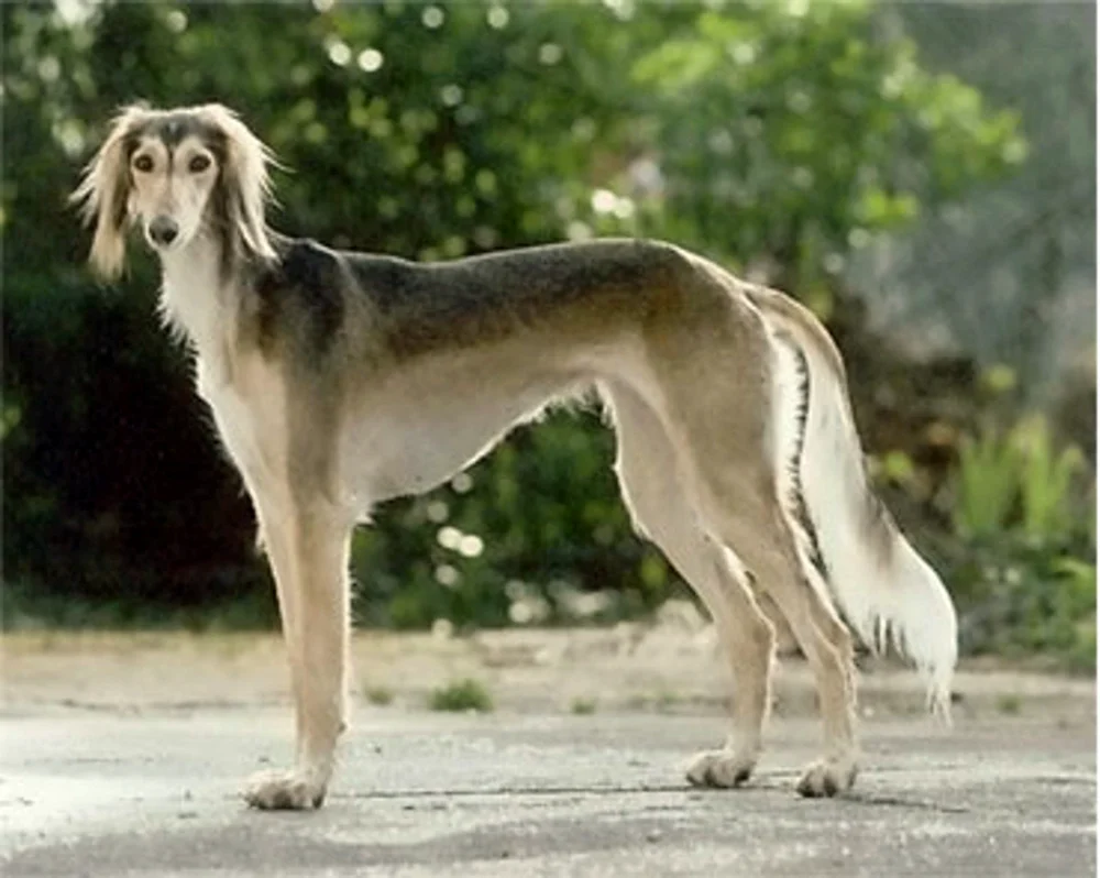 Azawak Leveretka
