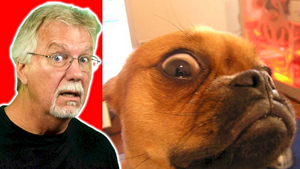 Foto von verdächtigem Hund
