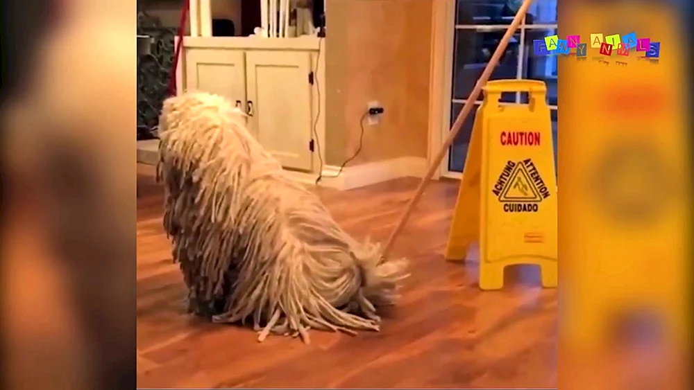 Ungarischer Mop