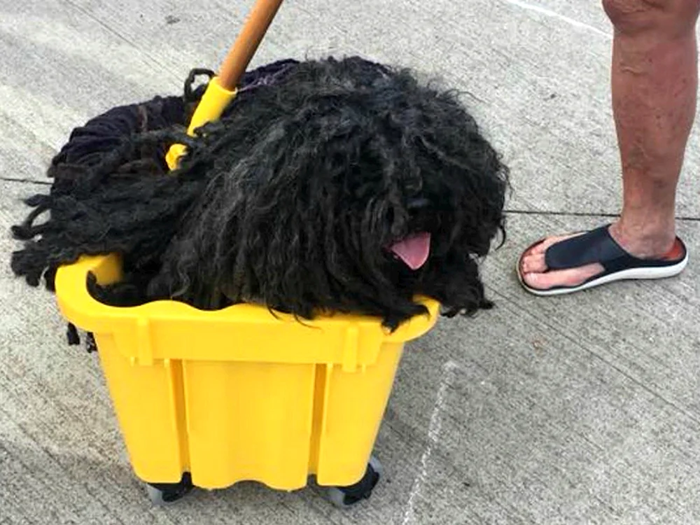 Comondor Ungarischer Schäferhund