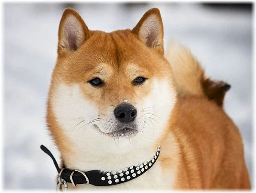 Siba inu