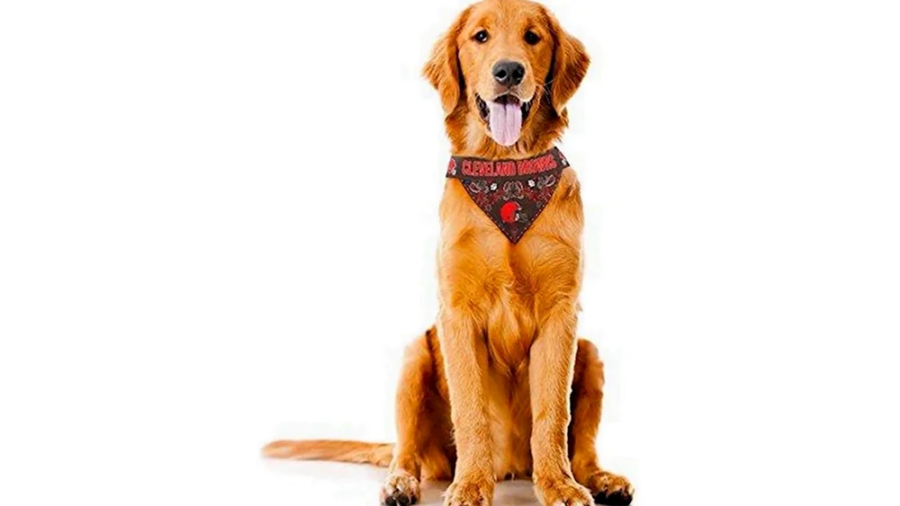 Sitzhund