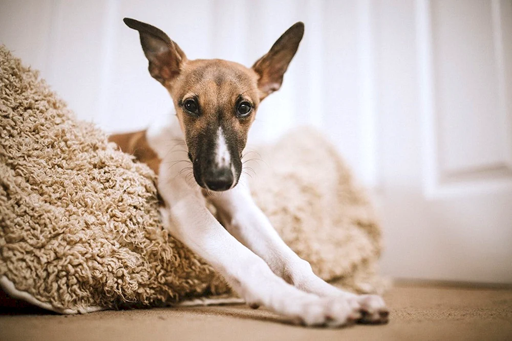 Hund mit stehenden Ohren