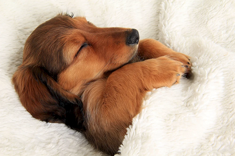 Tiere schlafend