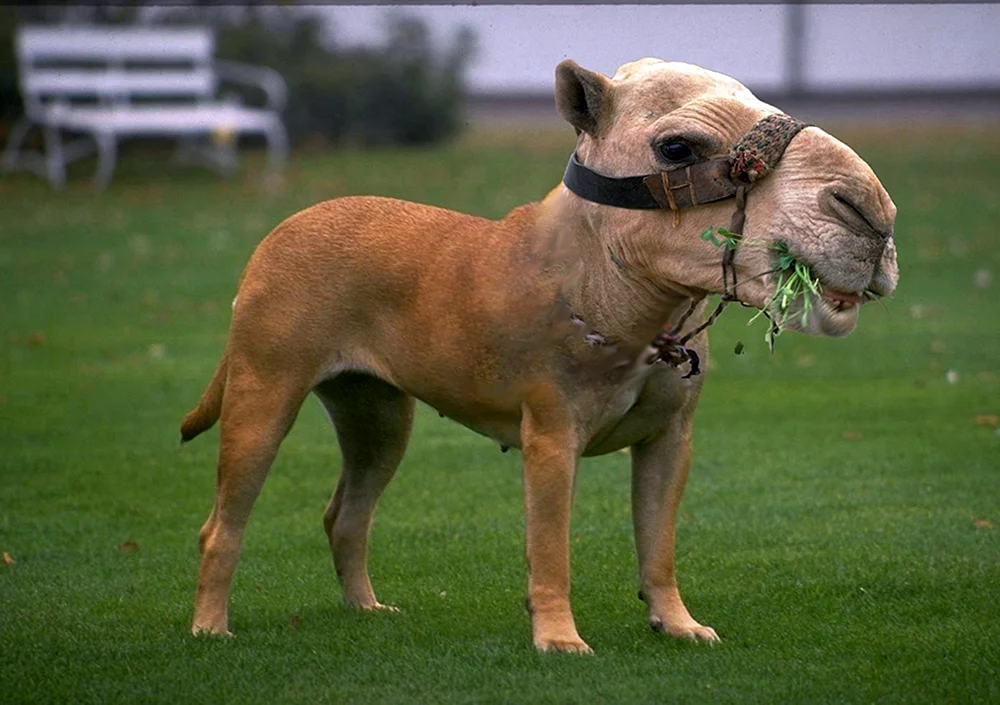 Hunde