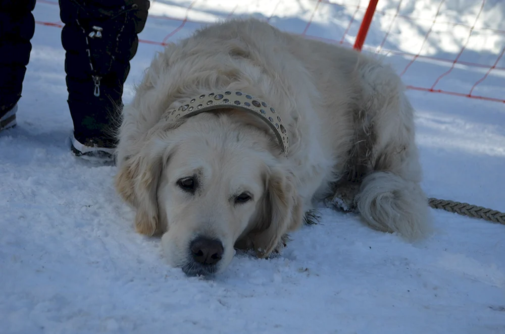 Soba-Therapiehund