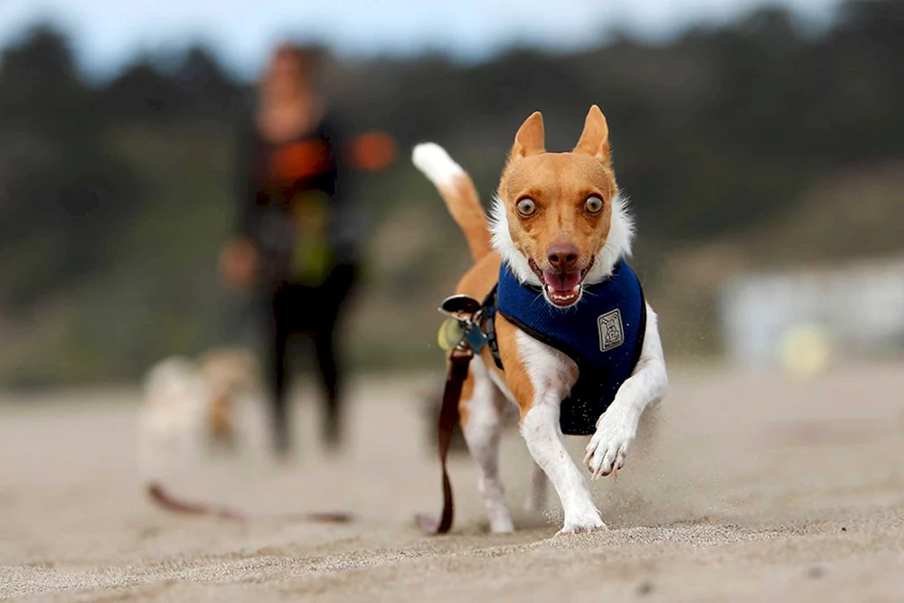 Greyhound laufend
