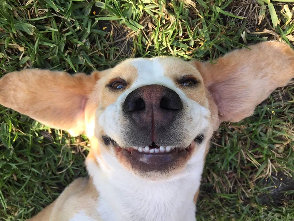 Lächelnder Hund lächelnd