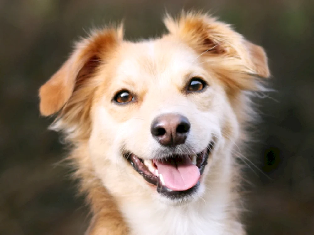 Smiling Hund