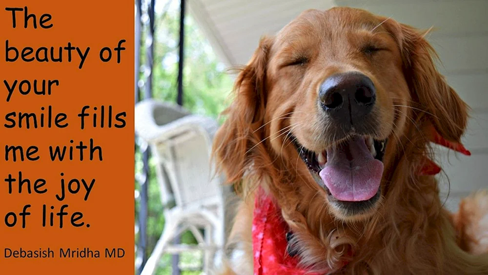 Smiling Hund