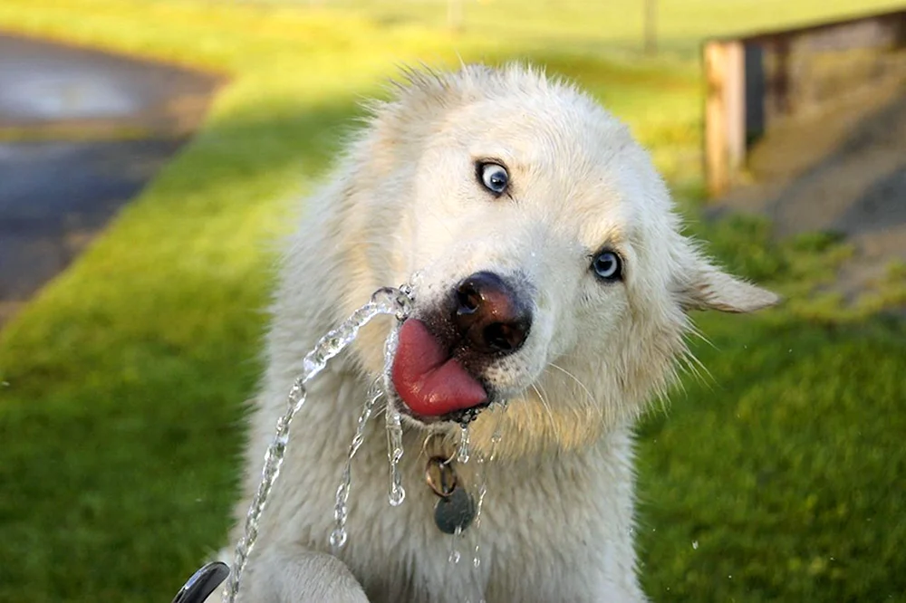 Smiling Hund