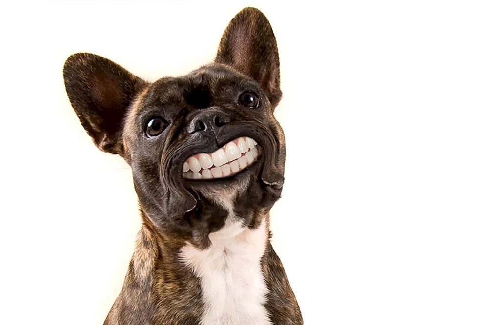 Smiling Hund