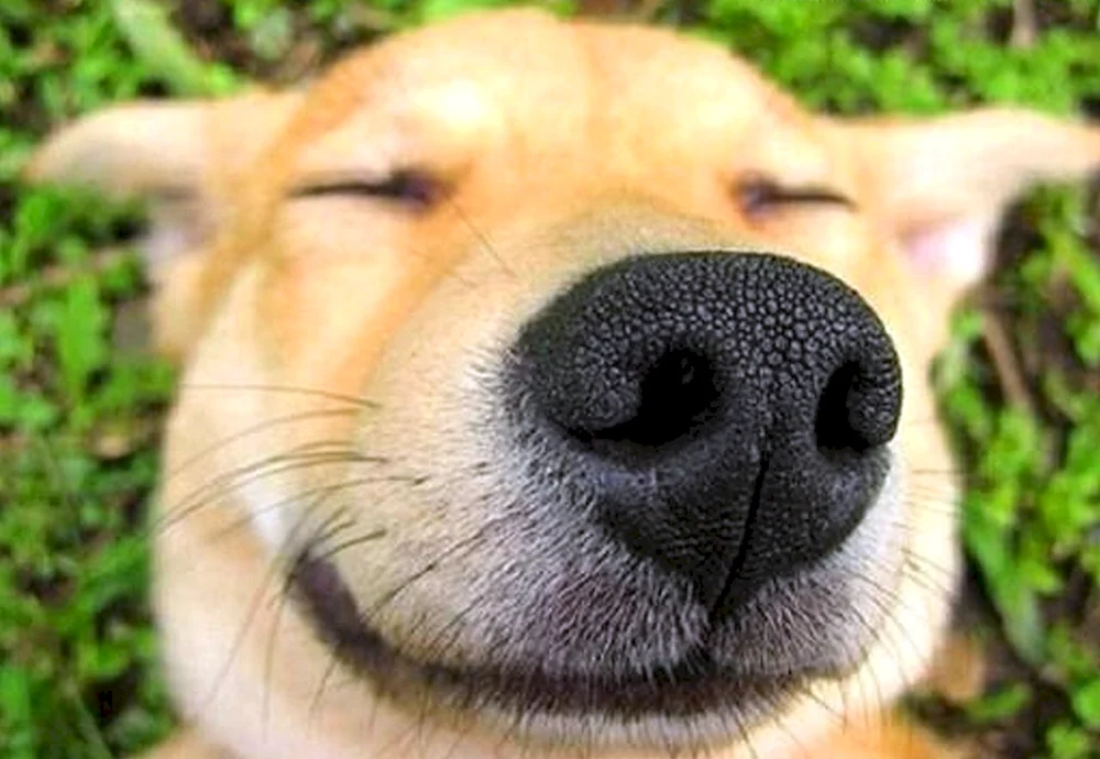 Smiling Hund