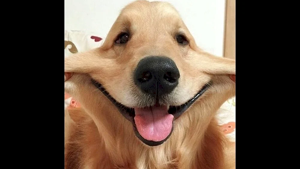 Lustige Hunde