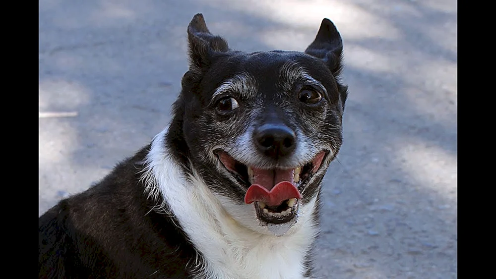 Lächelnder Hund