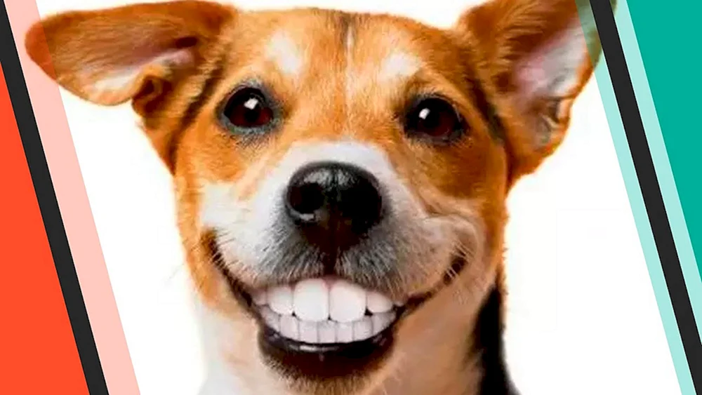 Lächelnder Hund Jack Russell