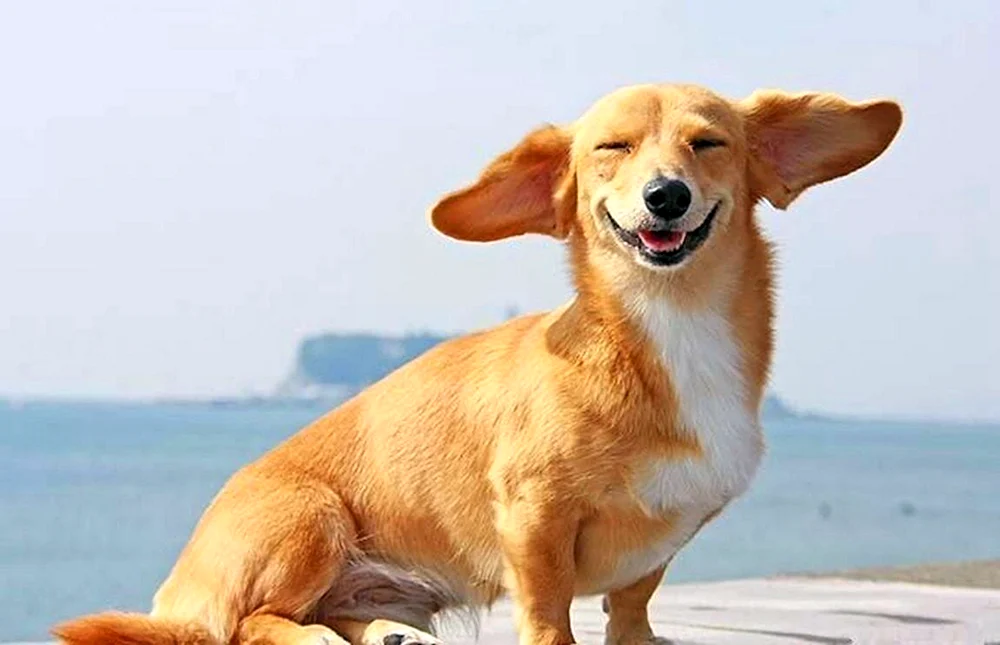 Lächelnder Hund Corgi