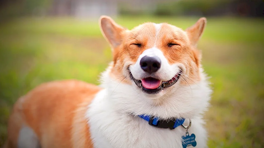 Smiling Corgi