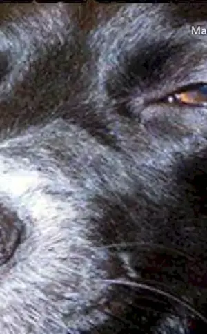 Hund lächelnder Verdächtiger