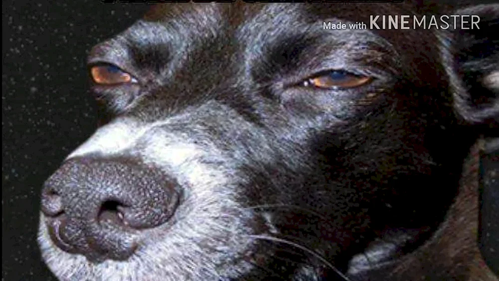 Hund lächelnder Verdächtiger