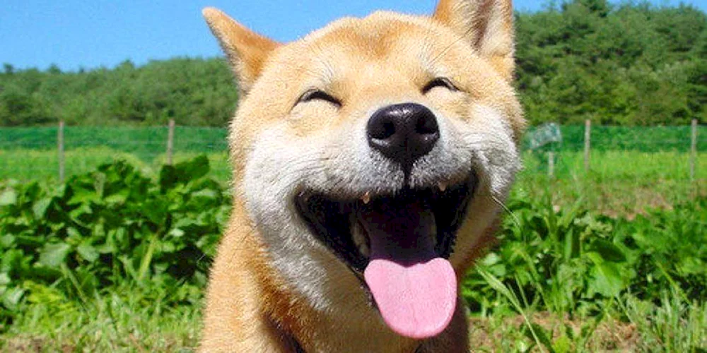 Smiling Hund Siba Inu