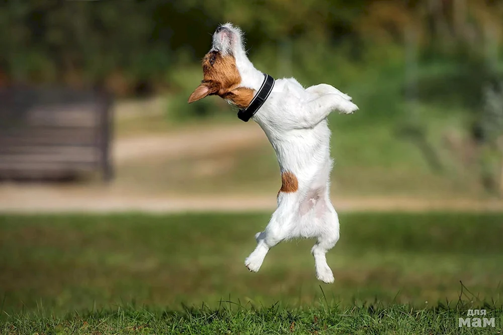 Hund im Springen