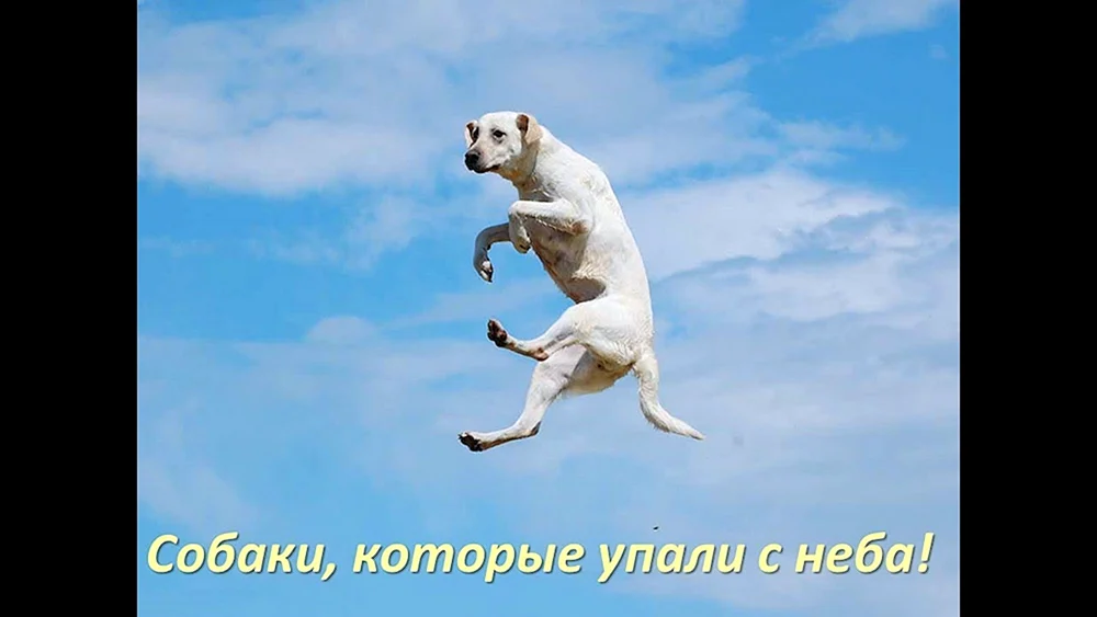 Hundespringen