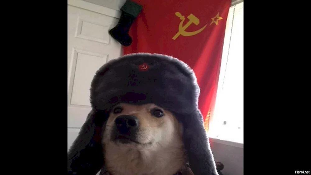 Hund im UdSSR-Hut