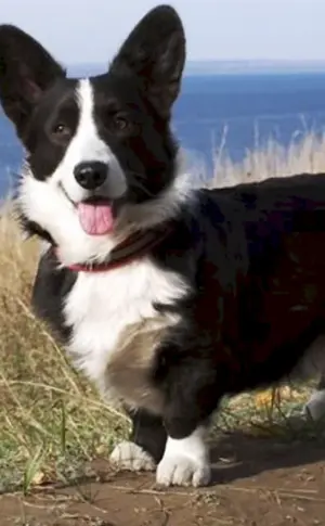 Welsh Corgi Strickjacke