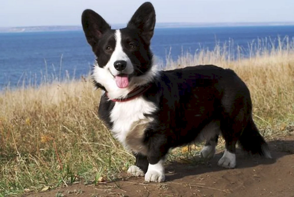 Welsh Corgi Strickjacke
