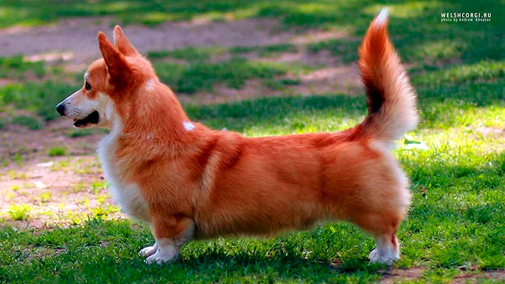 Welsh Corgi Pembroke