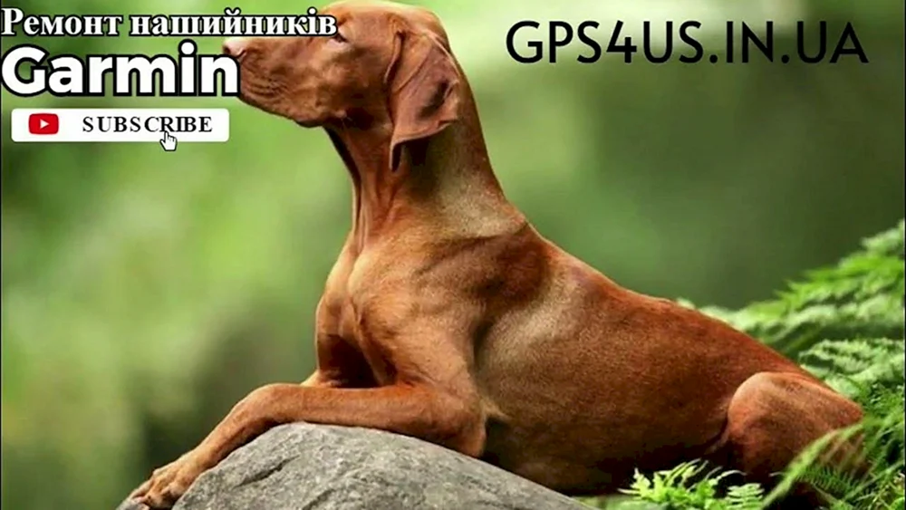 Irischer Setter