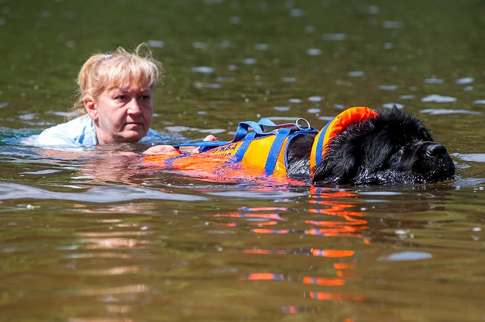 Wasserrettungshund