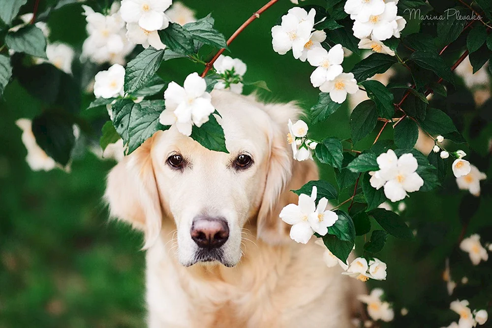 Hund mit Blumen