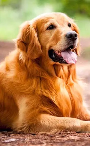 Golden Retriever