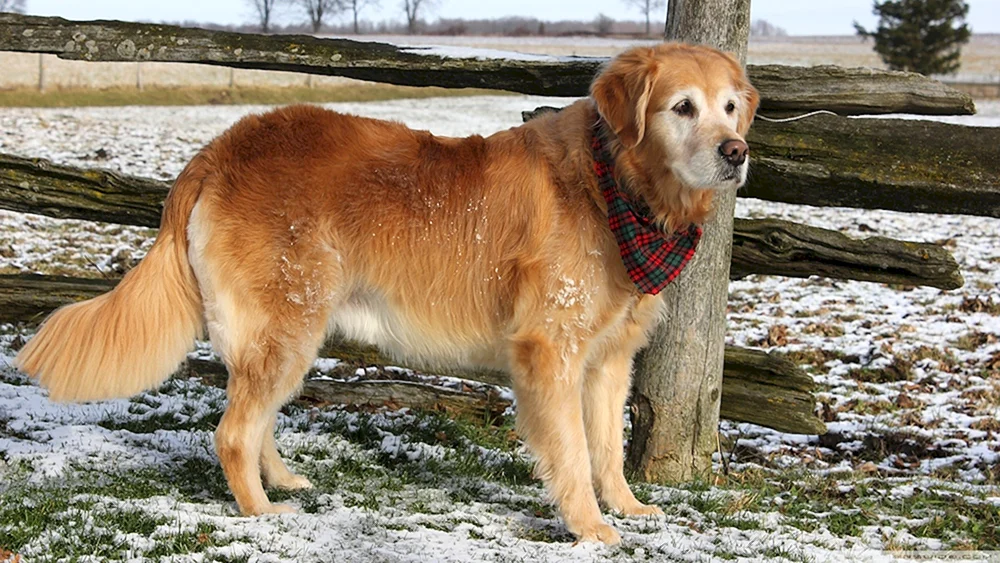 Golden Retriever Hund