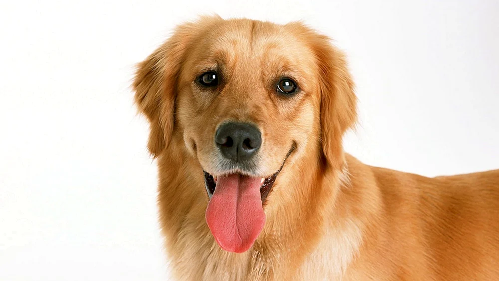 Golden Retriever Hund