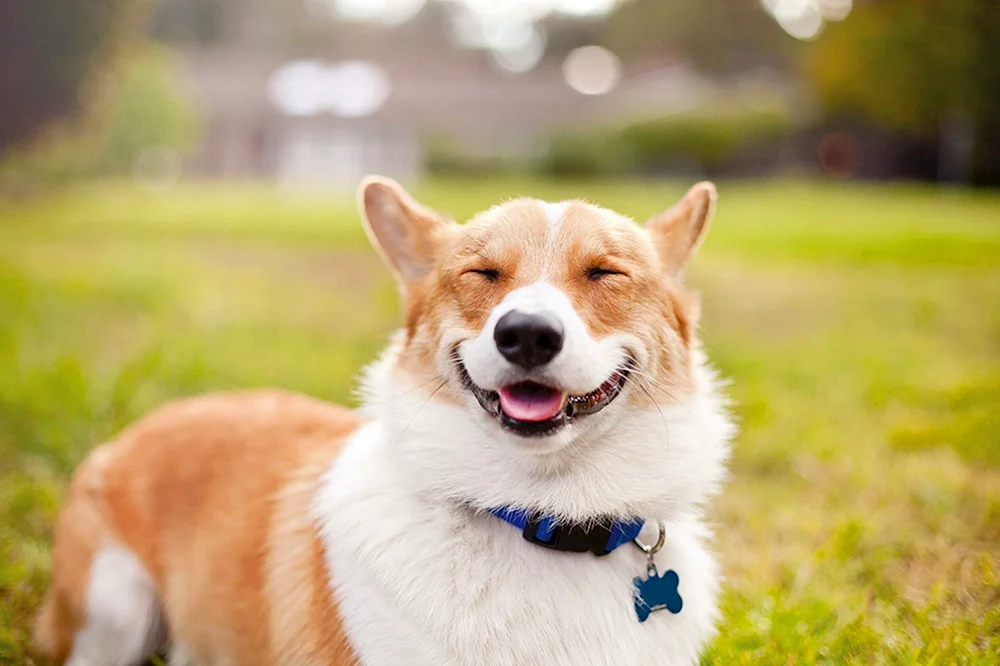 Lächelnder Hund Corgi