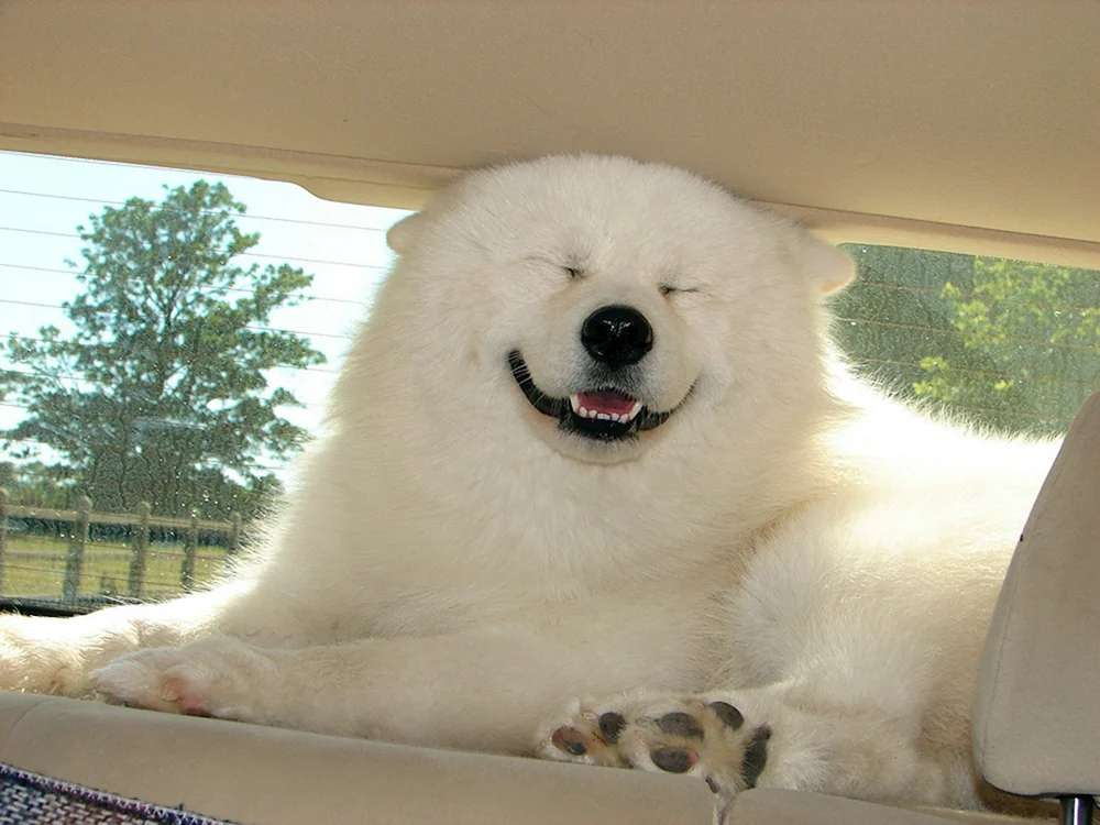 Smiling Hund Samoyed